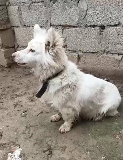 Russian pink nose breeder female