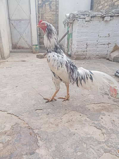aseel cheena home breed