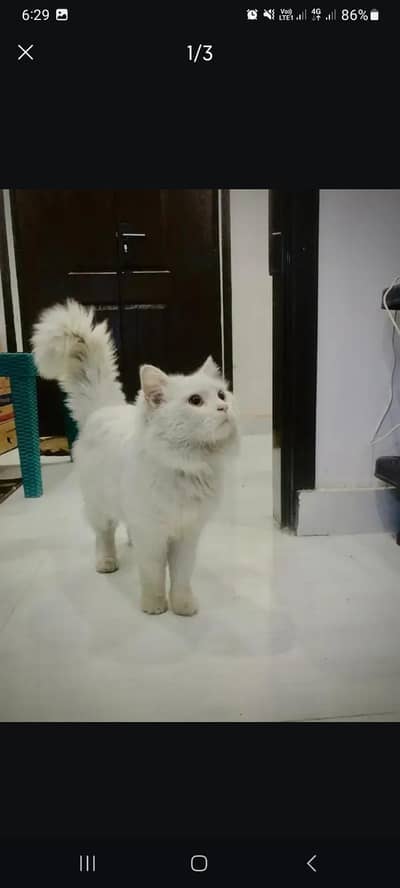 urgent sale for persian cat