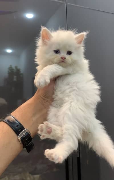 Persion kitten