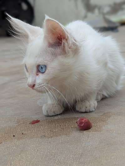 white blue eyes cat
