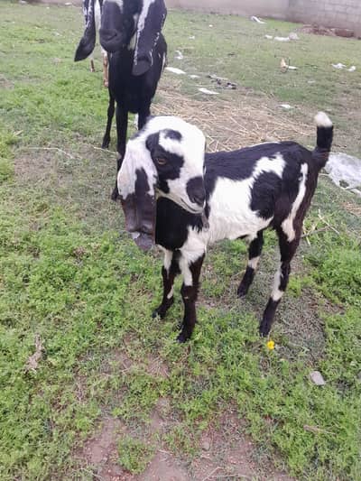 Bakri for sale