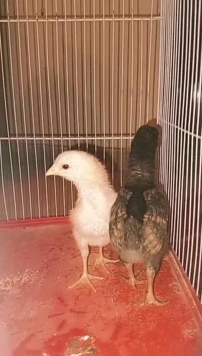 ASEEL AND MISRI CHICKS