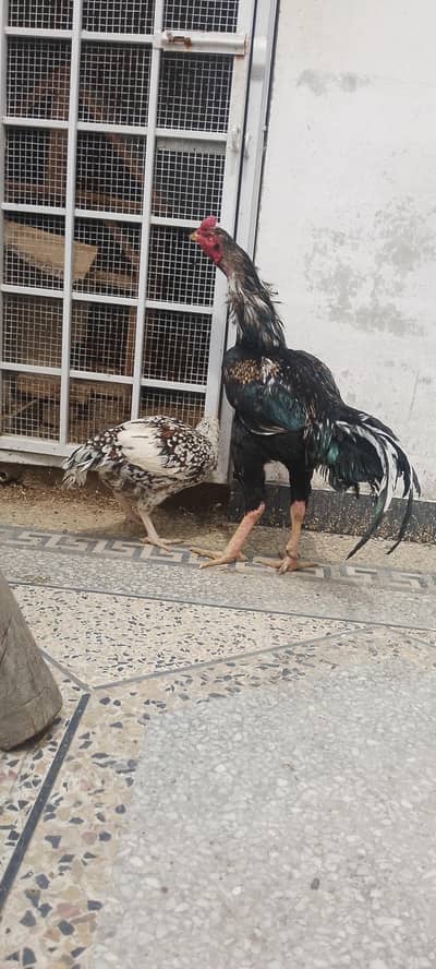 Lasani bloodline murgha.