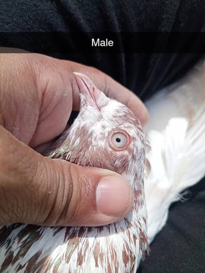 Kalduma Pair &Patti wala  Piar