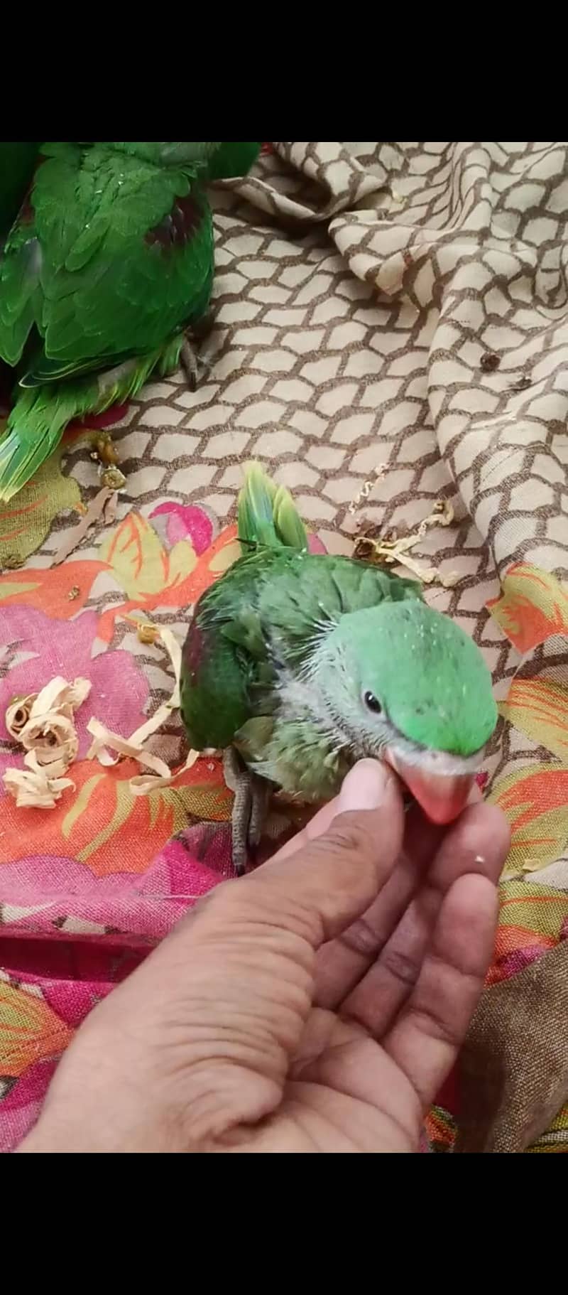 گھر کے پلے ہوئے خوبصورت 0