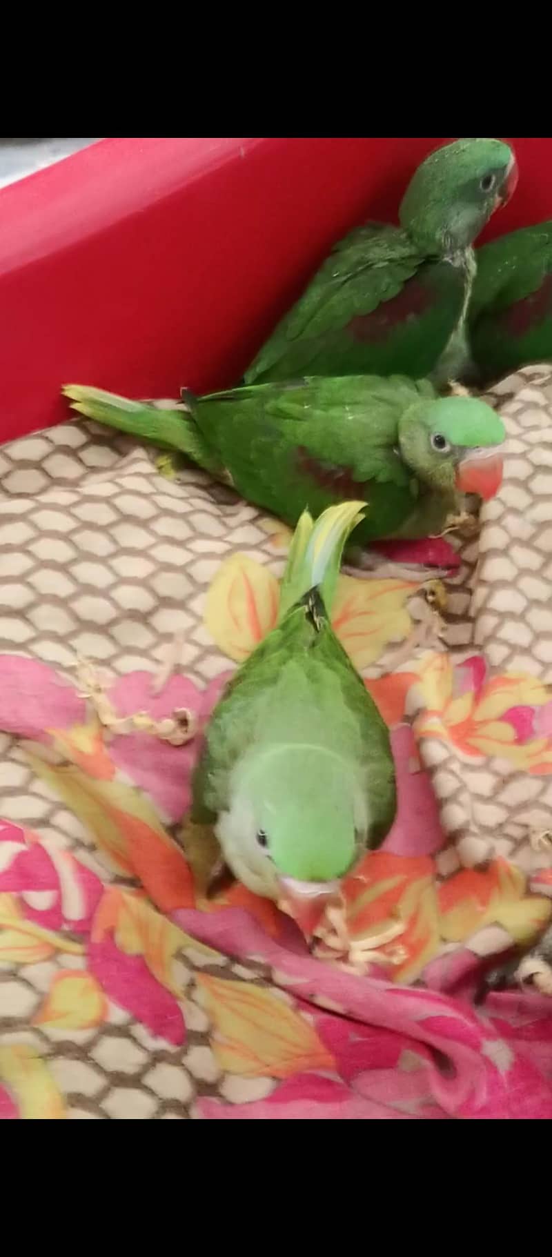 گھر کے پلے ہوئے خوبصورت 1