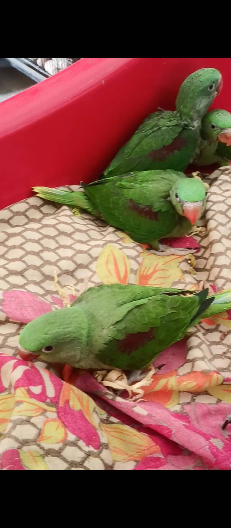 گھر کے پلے ہوئے خوبصورت 2