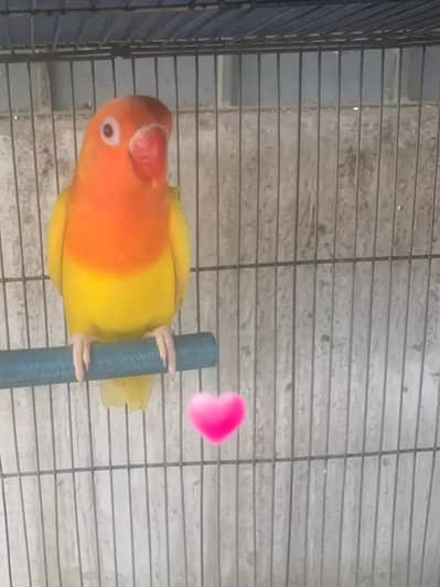 Lutino Opline Working female  ||| Pure lutino Red eyes fisheri