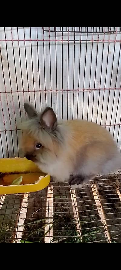 Teddy bear lion head rabbit pair