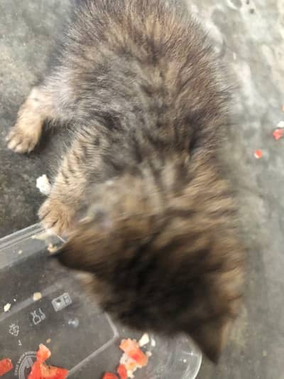 Persian cat female kitten