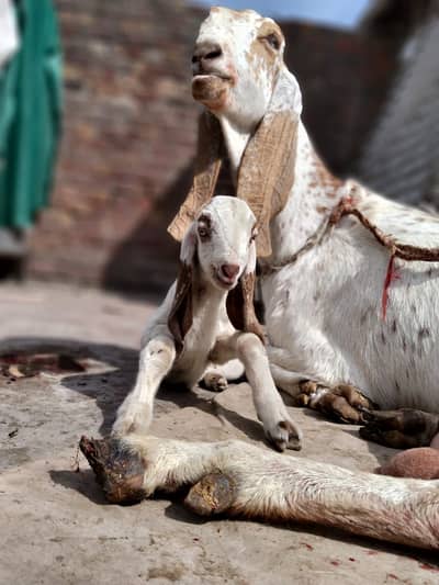 Makhi Cheeni Female Kid