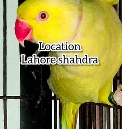 Ringneck parrot | chicks |yellow|Green ringneck |raw|breedar meal