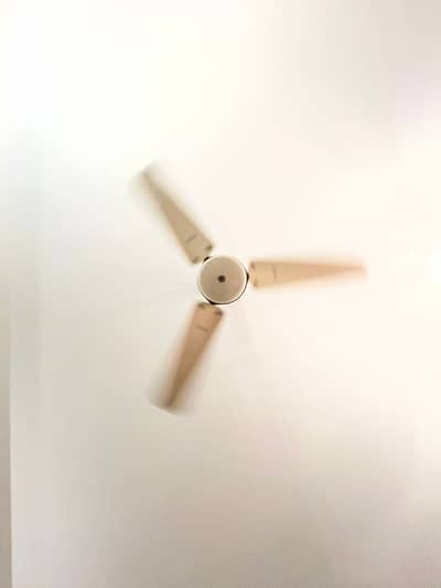Ceiling Fan for Sale – 56 Inch | Breeze Brand