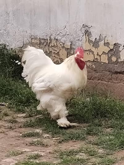 black heavy buff pair, white hen, Light Colombian Brahma