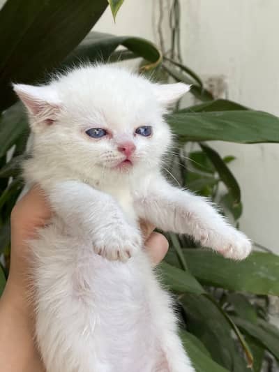 Persian kittens