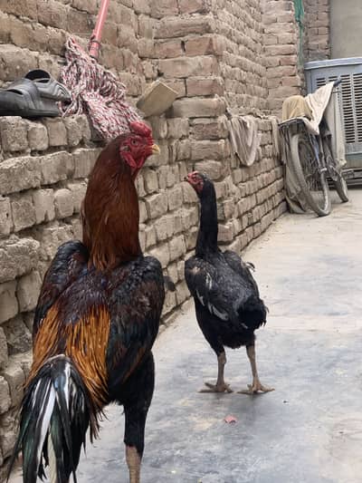 shamo pair for sale in reasonable price  pure quality cargo avl