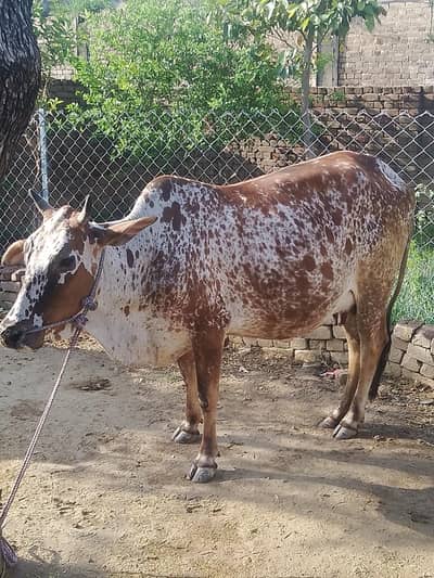 cow for sale