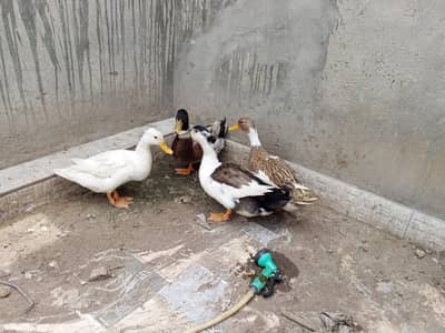 2 pair of desi ducks for sale.
