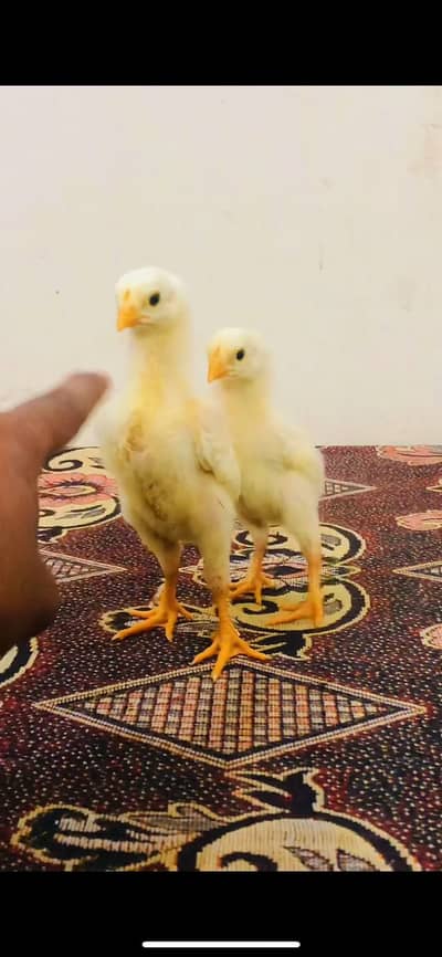 White Oshamo chicks
