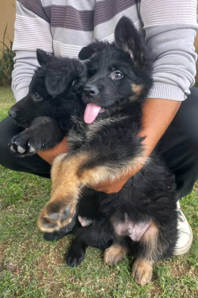 German shepherd puppies
