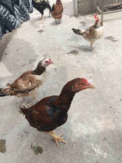 Complete setup for sale