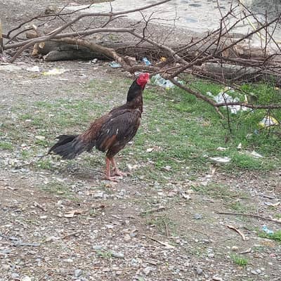 Aseel khajoori Madipara for sale