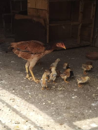 aseel murgi and chicks