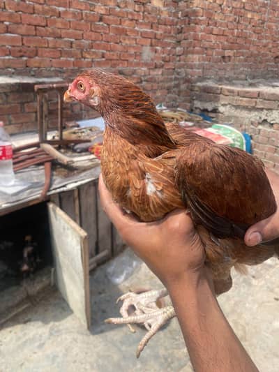 premium quality assel breeder hen