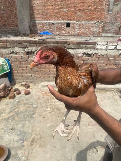 premium quality assel breeder hen