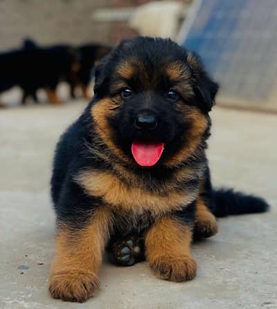 German Shepherd Puppy Long Coat