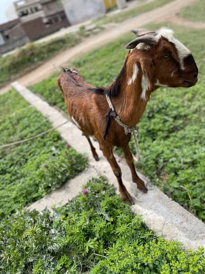 ik teddy bakri sath ik teddy nasal ka bacha