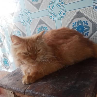 beautiful lomg hair persian cat