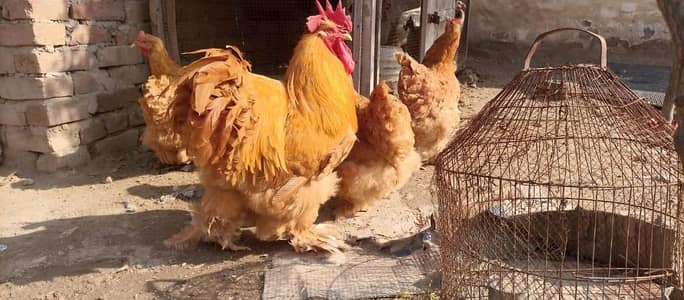Golden Heavy Buff Young Breeders Pair
