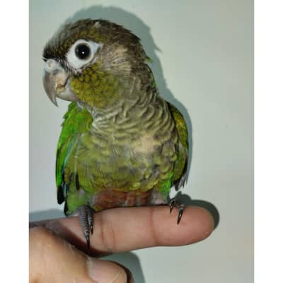 pineapple and green cheek conure chicks hand tame