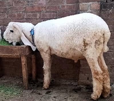 donda kajla chatra for sale  Qurbani 2026