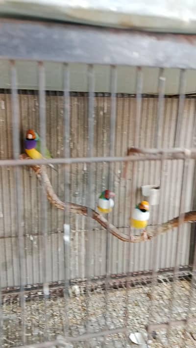 finches