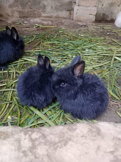 Balck angora rabbit baby for sail