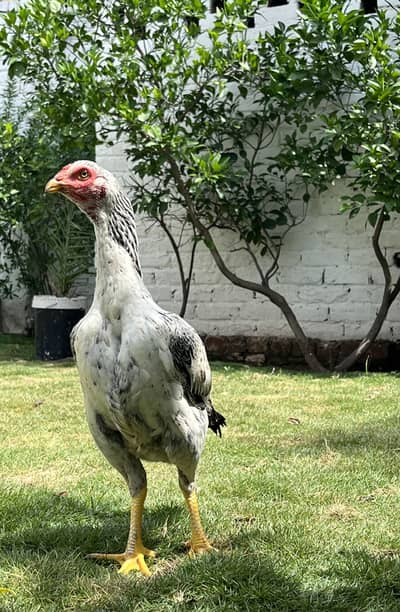 Healthy aseel Hen for Sale – 1 Year Old, Strong & Active, Good Breed”