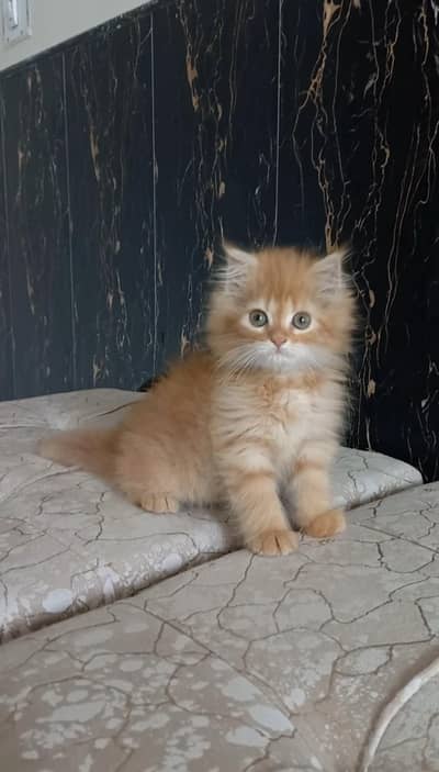 Persian kitten Pure ginger colour