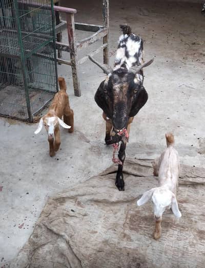 bakri for sale danto me puri hai 2 bacho k sath