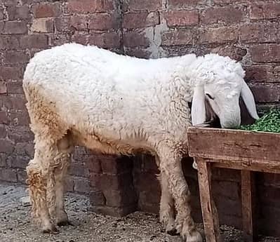 kajla chatra for sale 1 year age Qurbani 2026