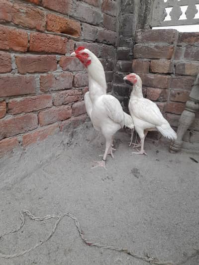 All setup for sale[0306-14-88-325]