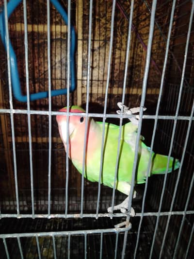 Hand tame Love bird & cage