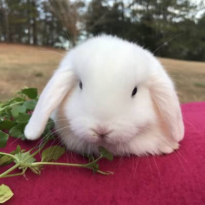 Holland bunny white blue eyes