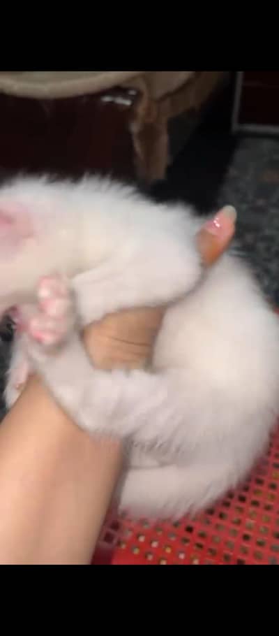 doll face Persia catr single court