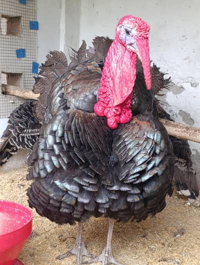 Turkey breeder set | Turkey bird | Breeder turkey