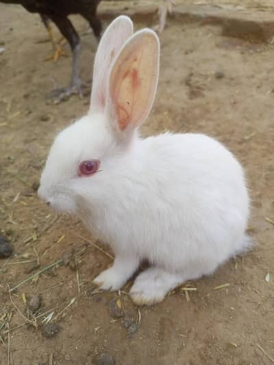 White Rabbits Red Eyes And Black Rabbits Black Eyes . . . . .