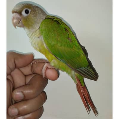 pineapple conure chicks for hand tame - 03214382921