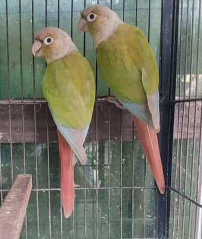 pineapple conure breeder pair